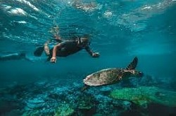 dive witth turtles book mauritius tours