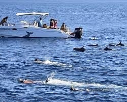 swim with dolphins guided tours